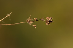Alchemilla breviloba