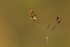 Alchemilla breviloba