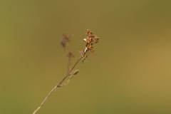 Alchemilla breviloba