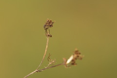Alchemilla breviloba