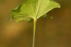 Alchemilla breviloba