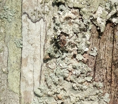 Chapoda