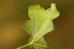 Alchemilla breviloba