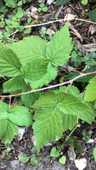 Rubus