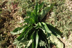 Cynoglossum divaricatum