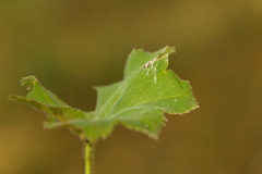Alchemilla breviloba