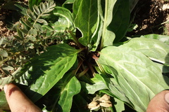 Cynoglossum divaricatum