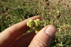 Cynoglossum divaricatum