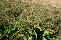 Cynoglossum divaricatum