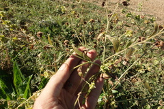 Cynoglossum divaricatum