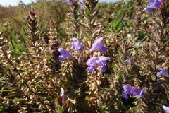 Dracocephalum olchonense