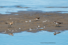 Calidris bairdii