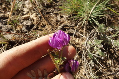 Astragalus davuricus