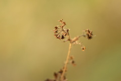 Alchemilla conglobata
