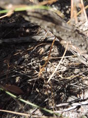 Ornithogalum hispidum