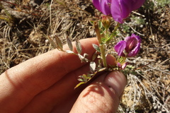 Astragalus davuricus