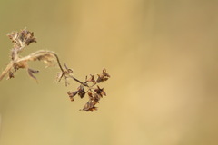 Alchemilla conglobata