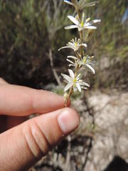 Ornithogalum hispidum