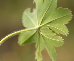 Alchemilla conglobata
