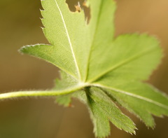 Alchemilla conglobata