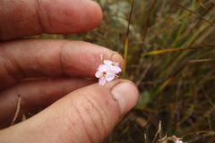 Dontostemon integrifolius