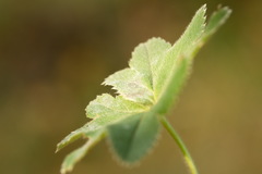Alchemilla conglobata
