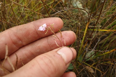 Dontostemon integrifolius