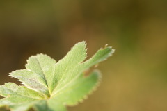 Alchemilla conglobata