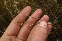 Dontostemon integrifolius