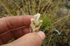 Oxytropis oxyphylla