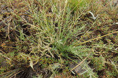 Oxytropis oxyphylla