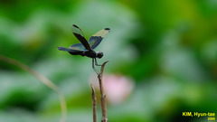 Rhyothemis fuliginosa