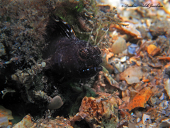 Emblemaria pandionis