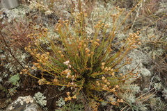 Haplophyllum dauricum