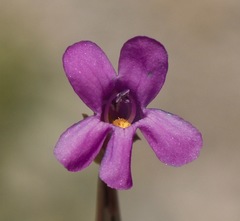 Penstemon confusus