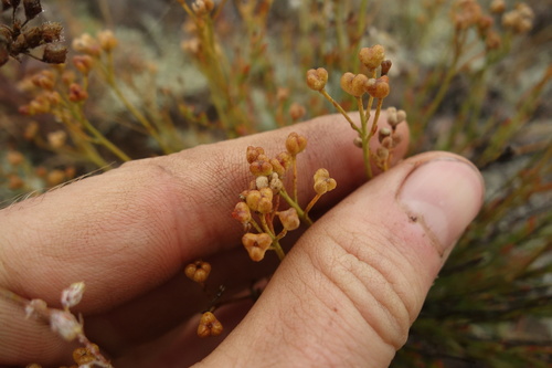 Image of Haplophyllum dauricum by (c) Aleksei Baushev, some rights reserved (CC BY)