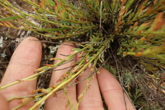 Haplophyllum dauricum