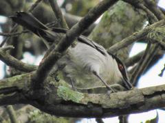 Dryoscopus cubla hamatus