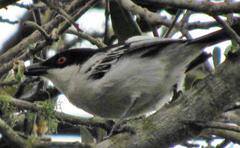 Dryoscopus cubla hamatus