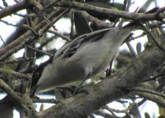 Dryoscopus cubla hamatus