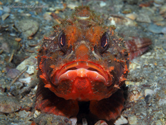 Barbfish photo 2