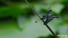 Rhyothemis fuliginosa