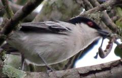 Dryoscopus cubla hamatus