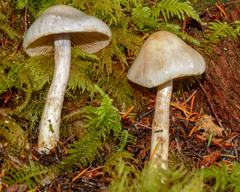 Cortinarius alboglobosus