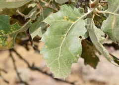 Quercus ithaburensis macrolepis