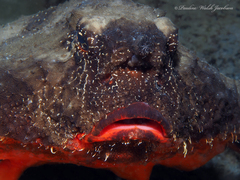 Ogcocephalus nasutus