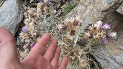 Carduus carlinoides