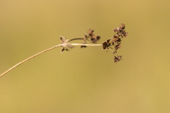Alchemilla breviloba