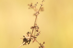 Alchemilla breviloba