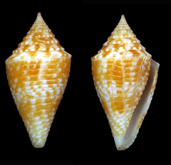 Conus acutangulus